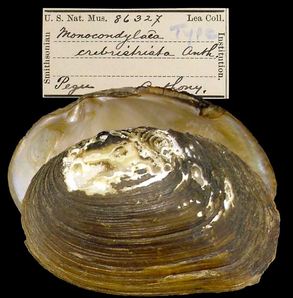 specimen
