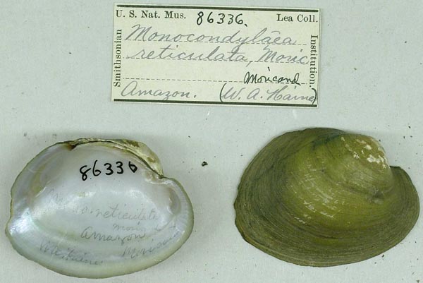 specimen