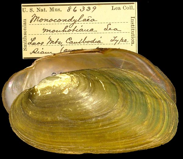 specimen