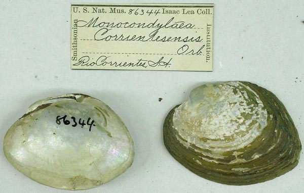 specimen