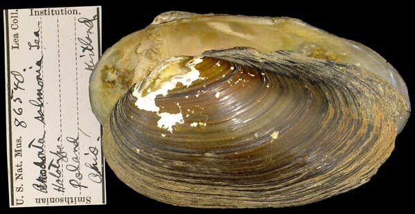 specimen
