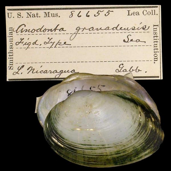 specimen