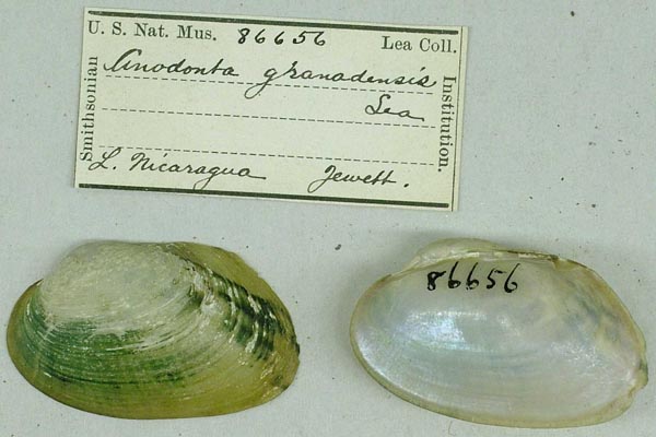 specimen