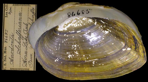 specimen