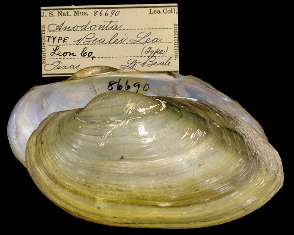 specimen