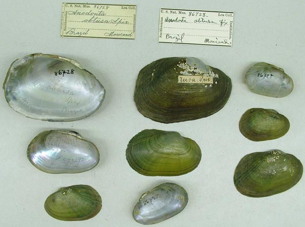 image of lot USNM_86728 image of lot USNM_86728