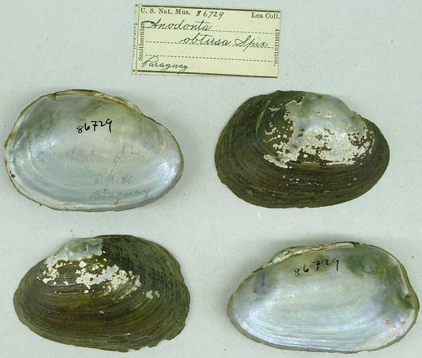 image of lot USNM_86729