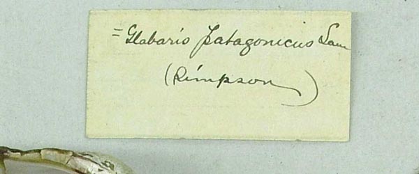 specimen