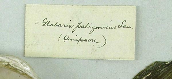 specimen