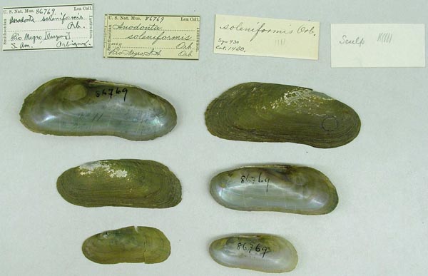 specimen