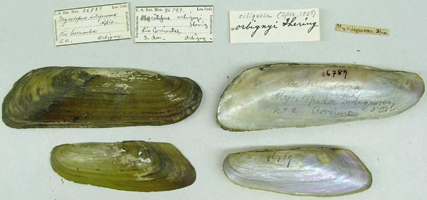 specimen