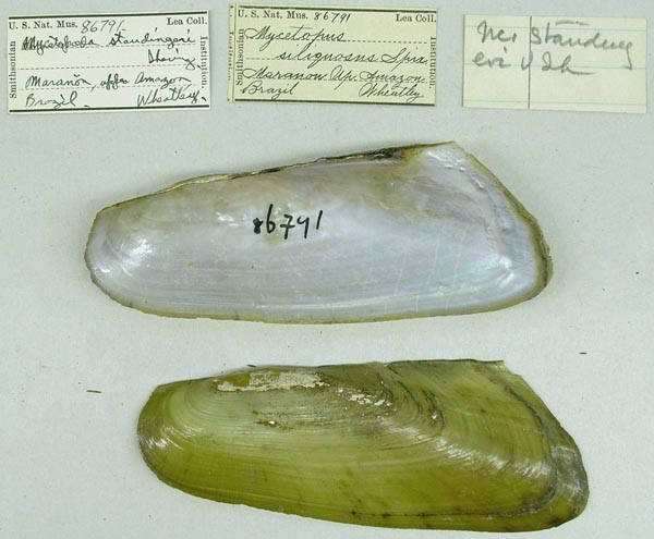 specimen