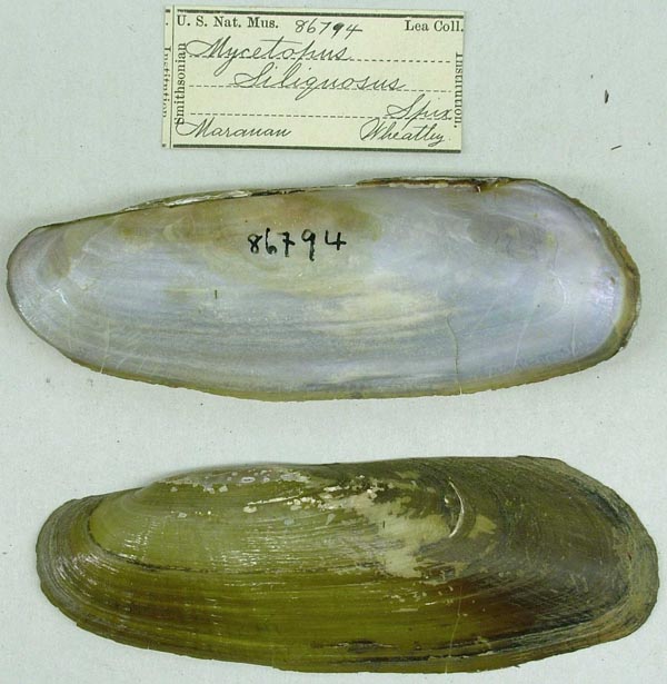 specimen