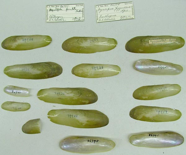 specimen