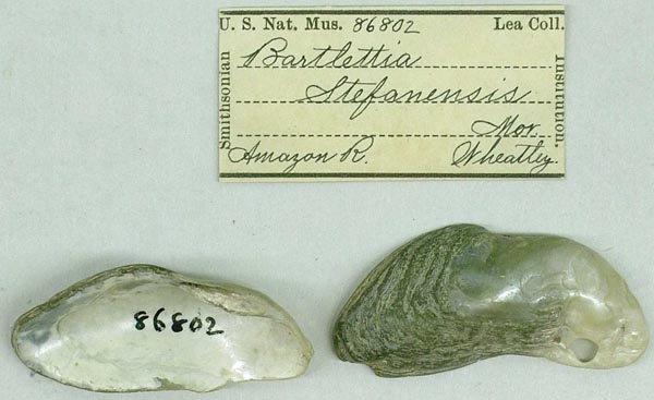 specimen