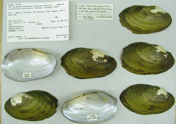 specimen