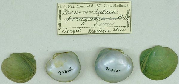 image of lot USNM_90315