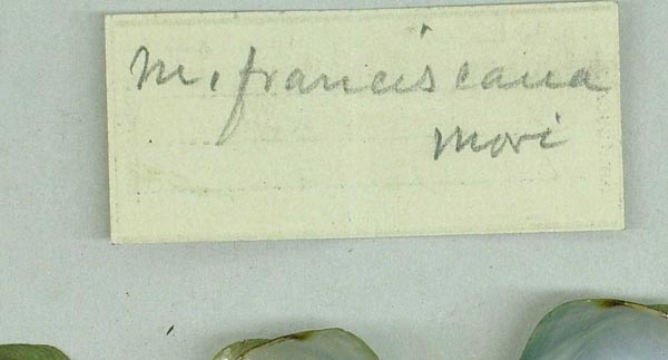 image of lot USNM_90315