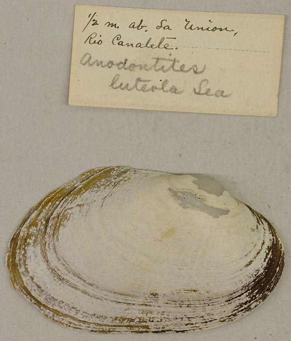 specimen