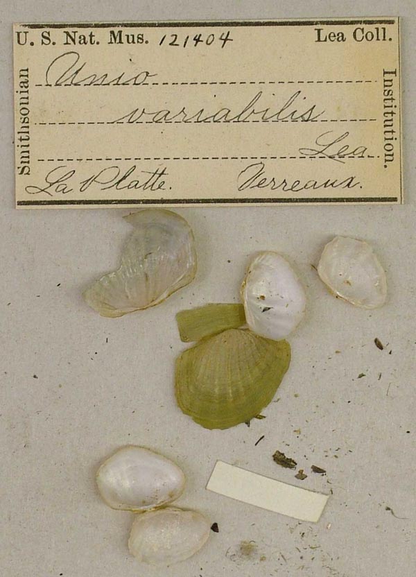 specimen