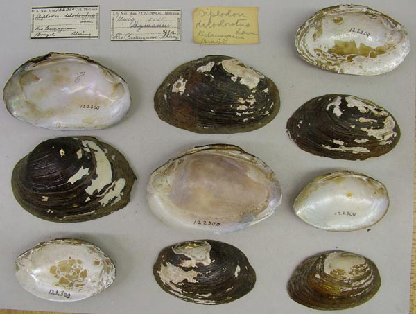specimen