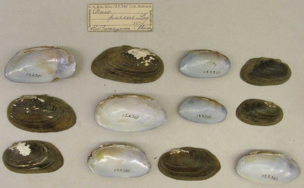 image of lot USNM_122301 image of lot USNM_122301