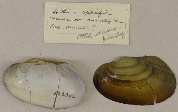 specimen
