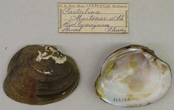 specimen