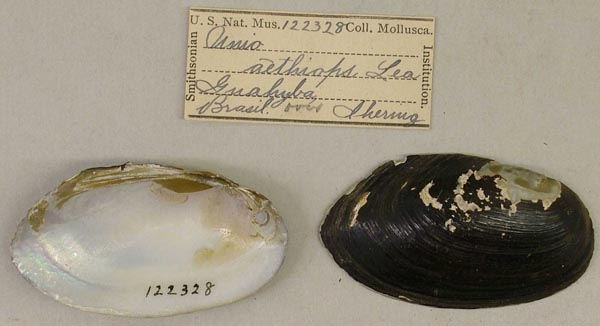 specimen