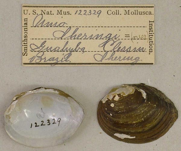 specimen