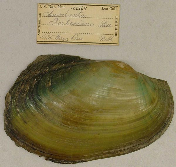 specimen