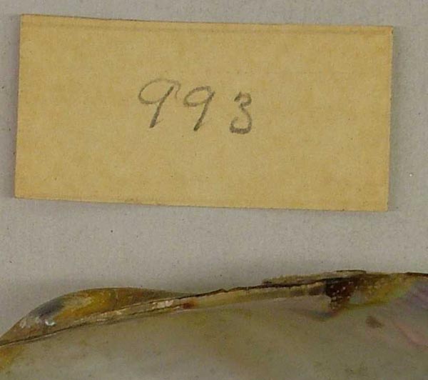 specimen