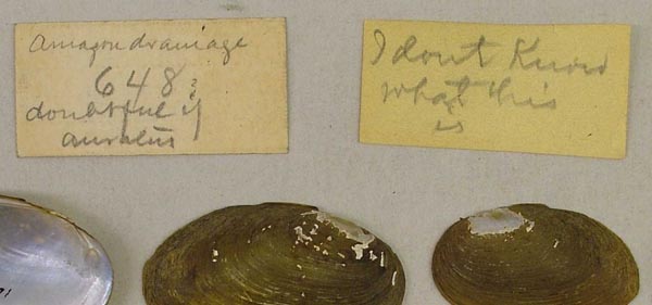 specimen