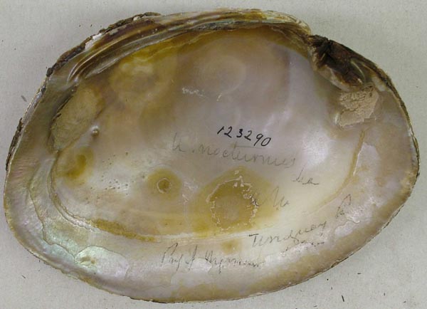 specimen