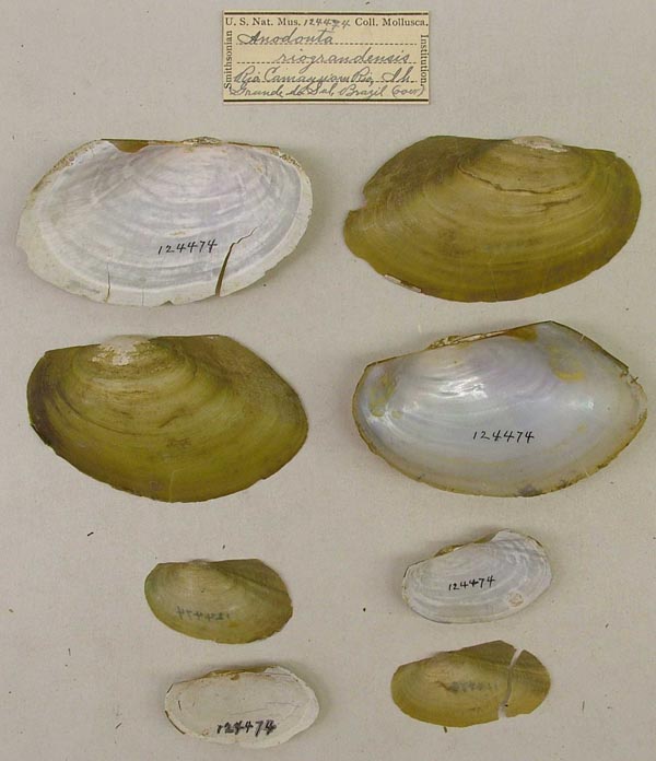 specimen