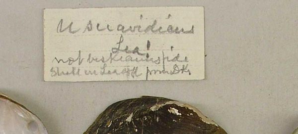 specimen