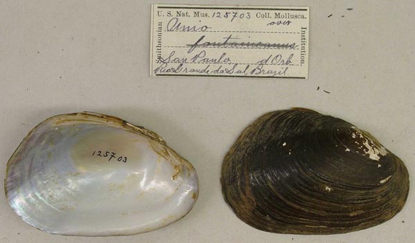 specimen
