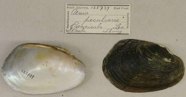 specimen