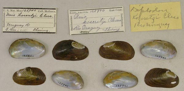 specimen