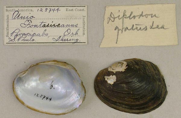 specimen