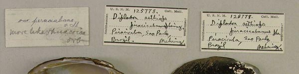 specimen