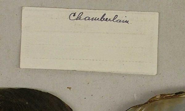 specimen