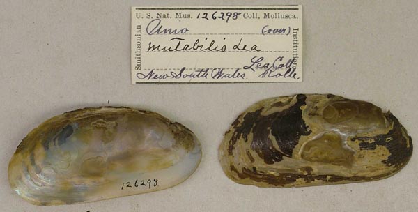 specimen