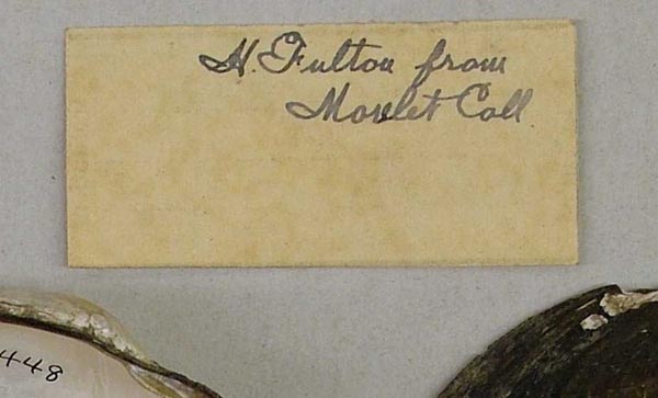 specimen