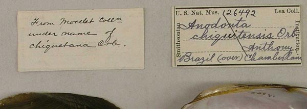 specimen