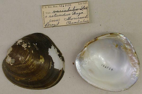 specimen