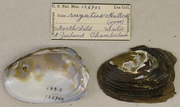 specimen