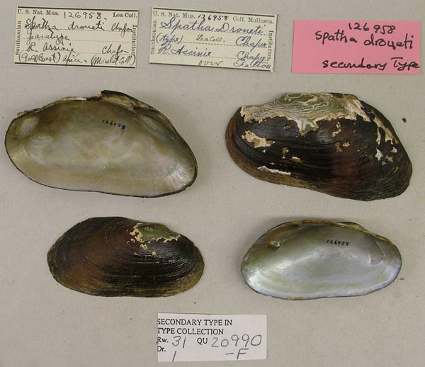 image of lot USNM_126958 image of lot USNM_126958