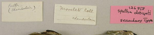 image of lot USNM_126958 image of lot USNM_126958