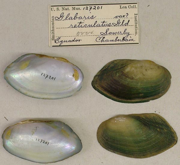 specimen